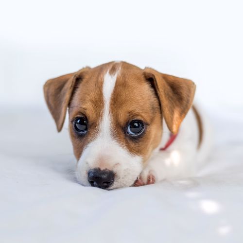 hunde-fodder-kvardrat